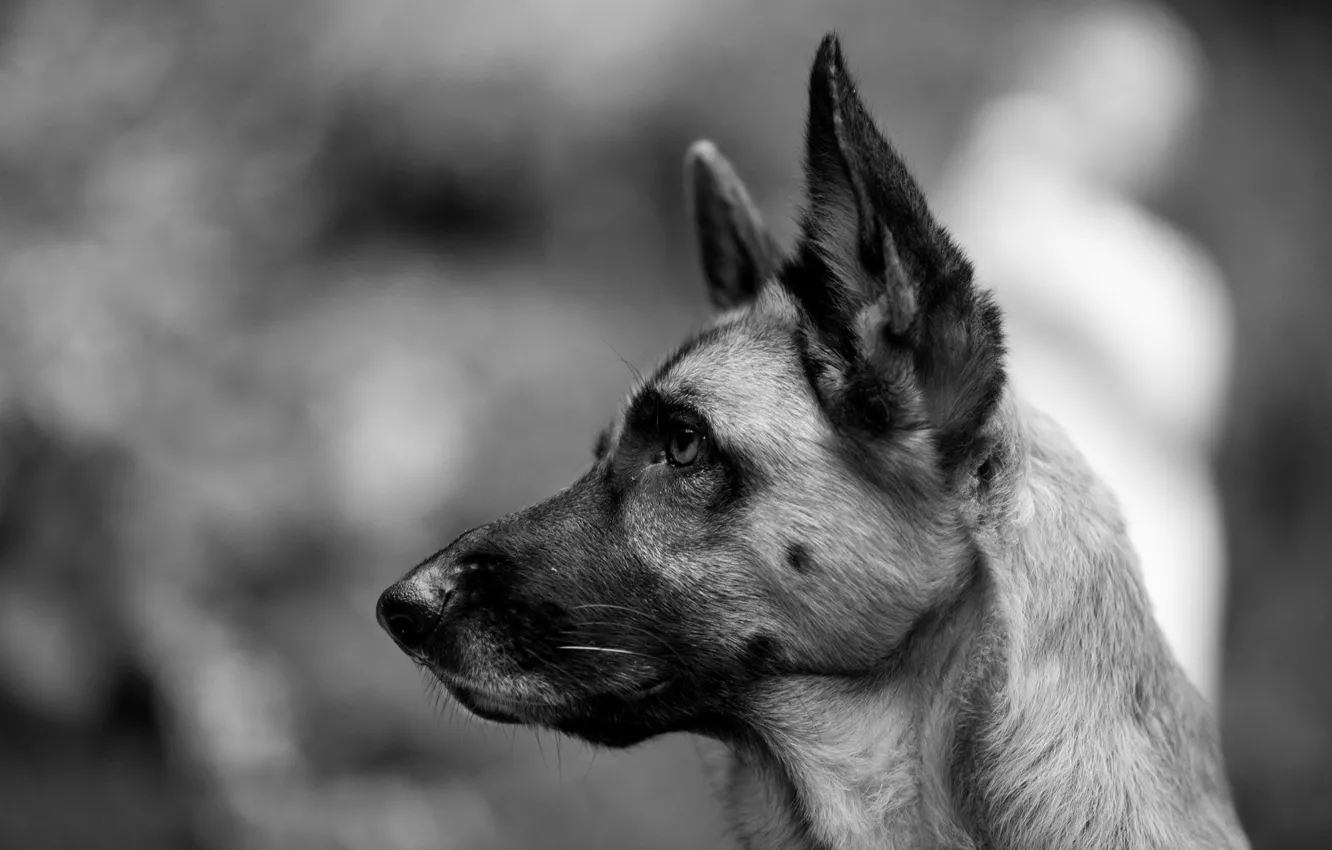 Photo wallpaper look, dog, black and white, shepherd, German