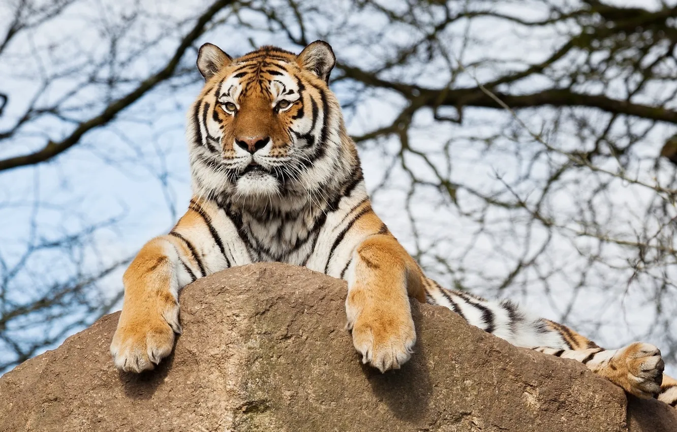 Photo wallpaper rock, tiger, tree, branches