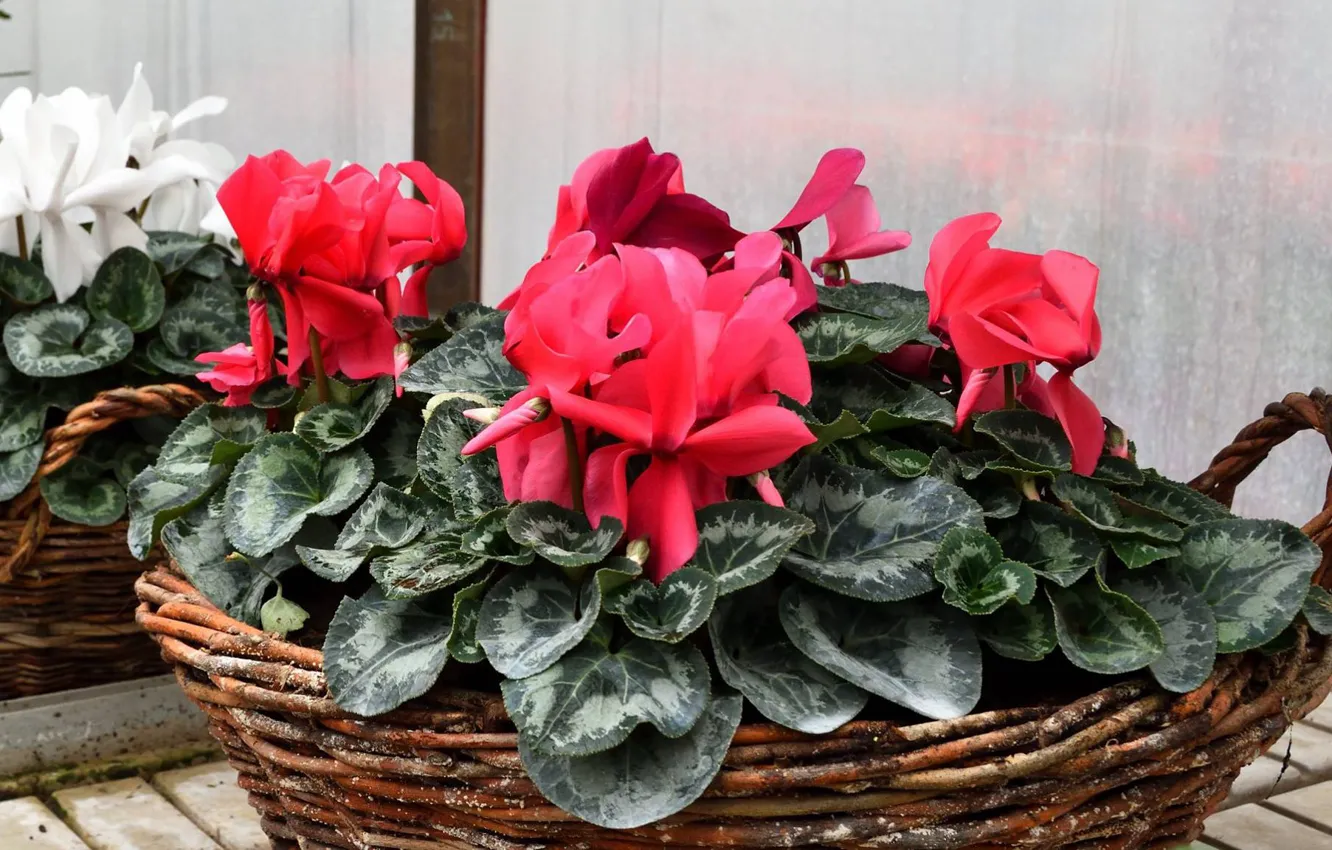 Photo wallpaper flowers, basket, cyclamen