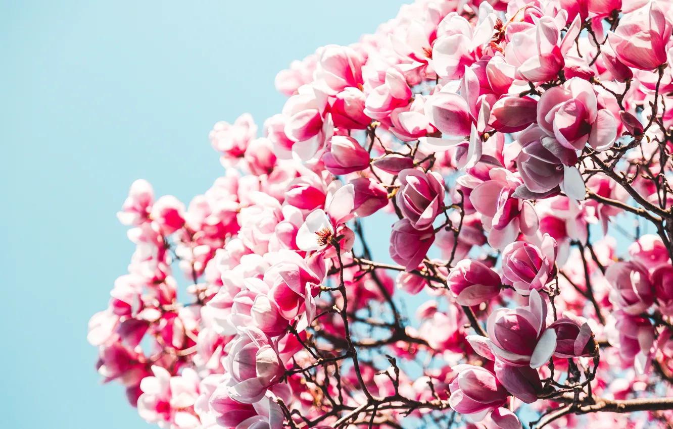 Photo wallpaper flowers, plant, color, flower, close-up, flowers, color, flora