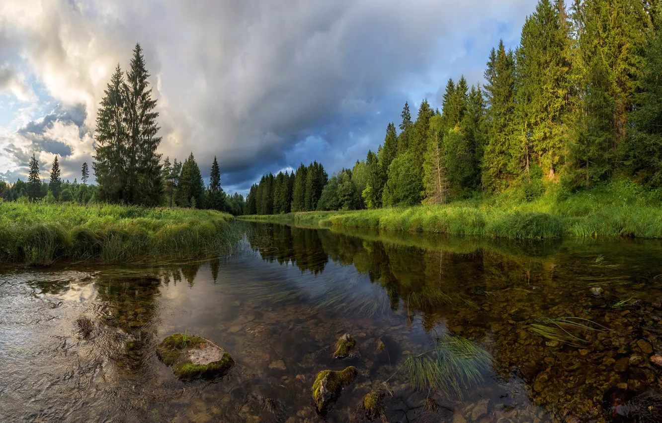 Photo wallpaper forest, summer, trees, nature, river, Vaschenkov Pavel