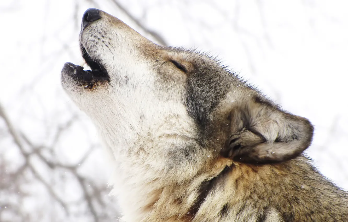 Photo wallpaper winter, wolf, predator, profile, howl
