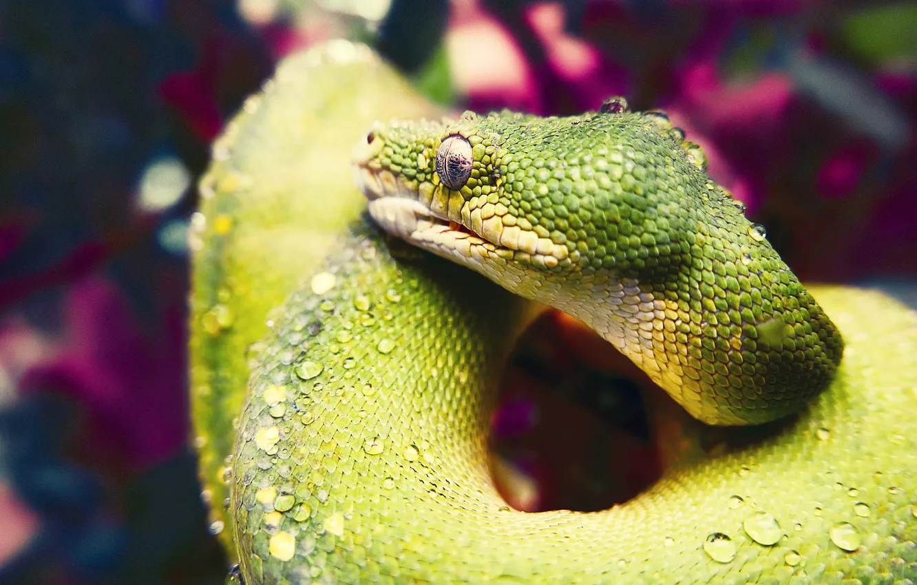 Photo wallpaper look, water, drops, green, snake, scales, Python, bokeh