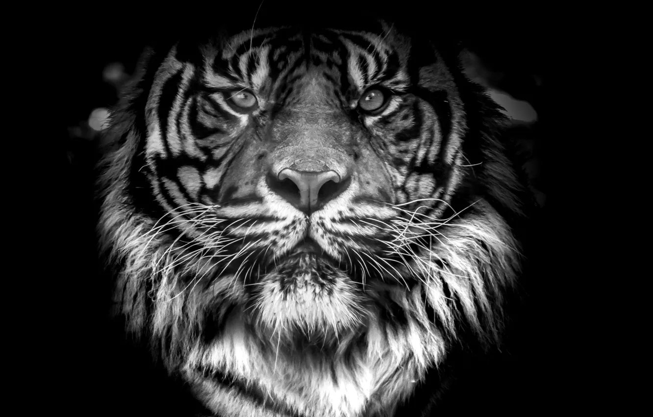 Photo wallpaper cat, orange, animal, panthera, fur, mammal, male, rare