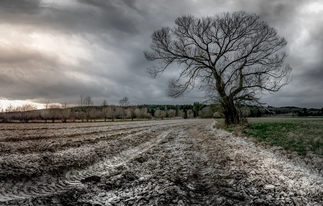 Photo wallpaper field, trees, nature