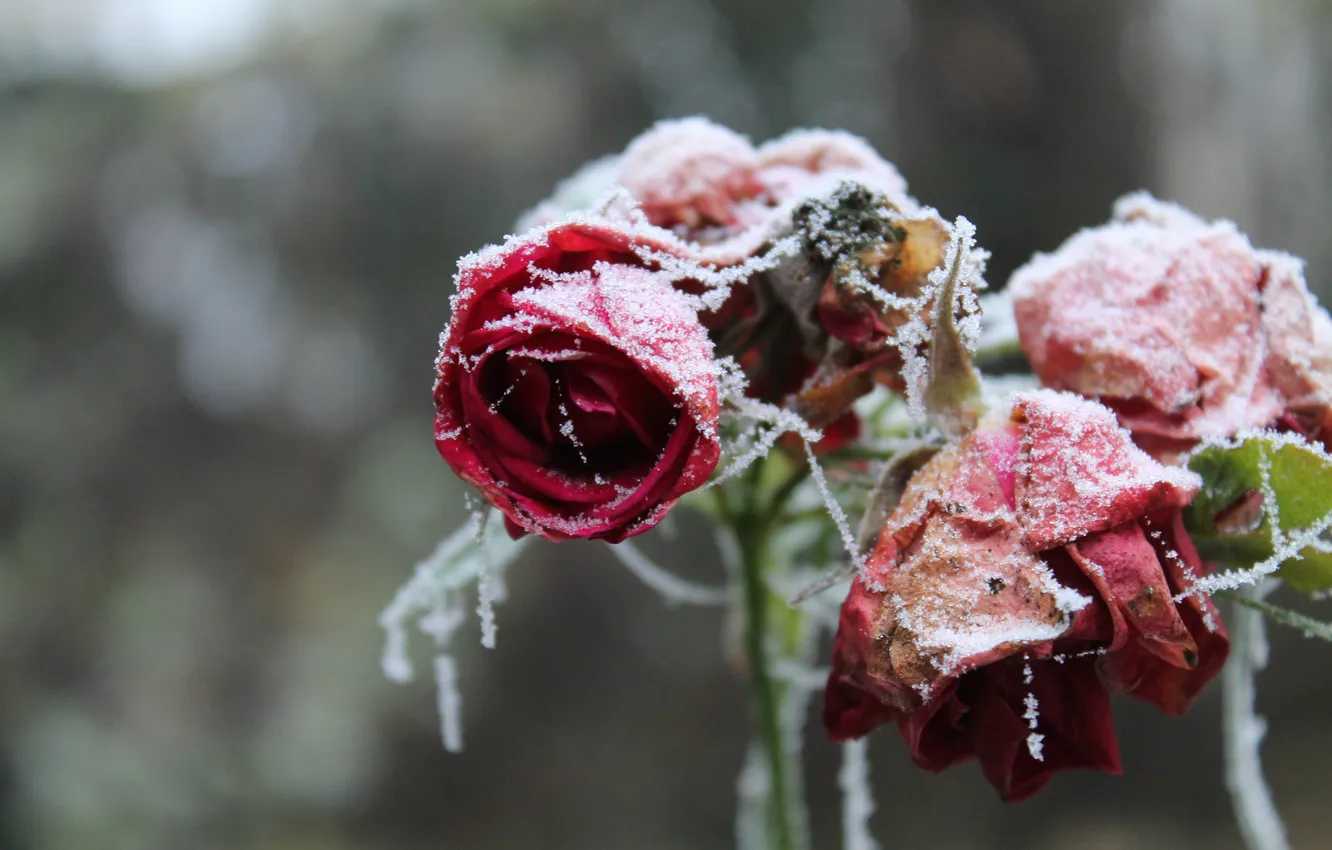 Photo wallpaper frost, snow, flowers, roses, petals