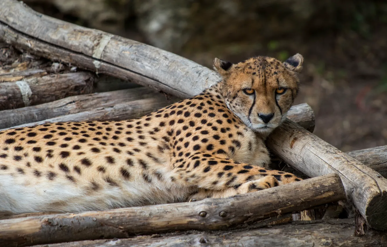Photo wallpaper look, face, Cheetah, log