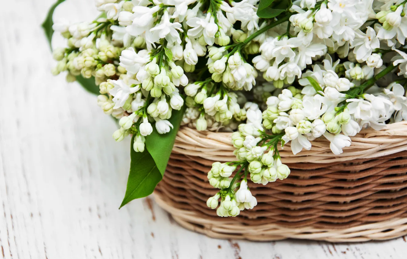 Photo wallpaper white, basket, lilac, Olena Rudo