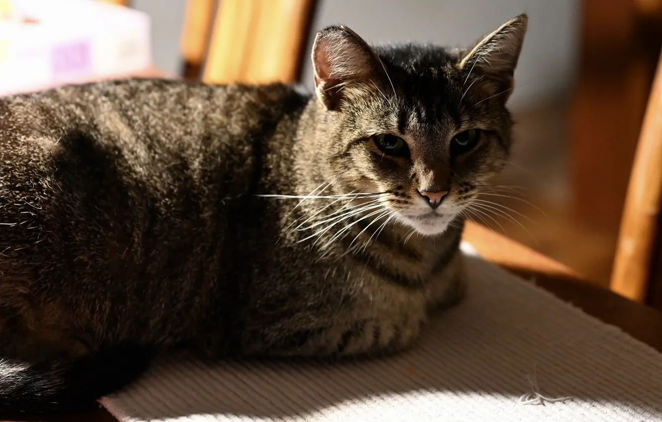 Photo wallpaper cat, cat, look, face, light, grey, lies, striped