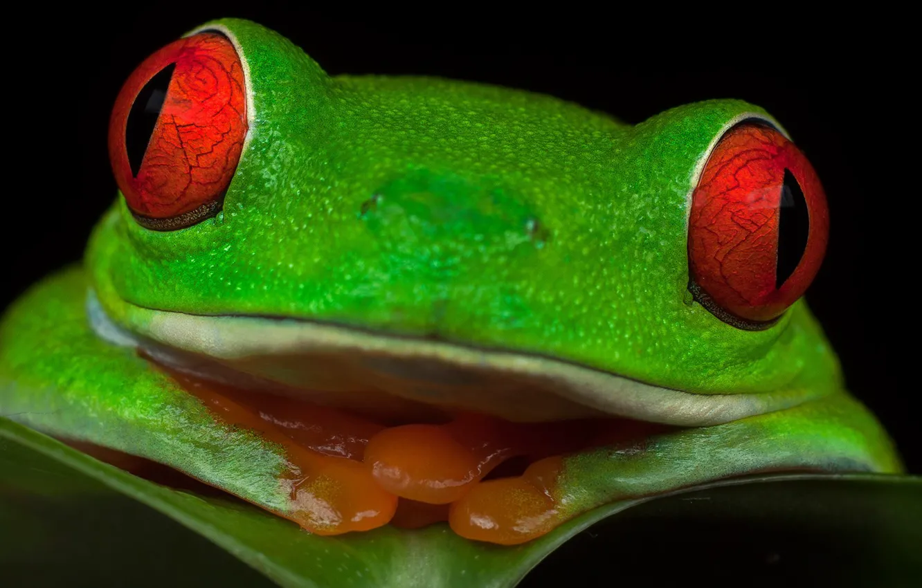 Photo wallpaper eyes, frog, Red-eyed