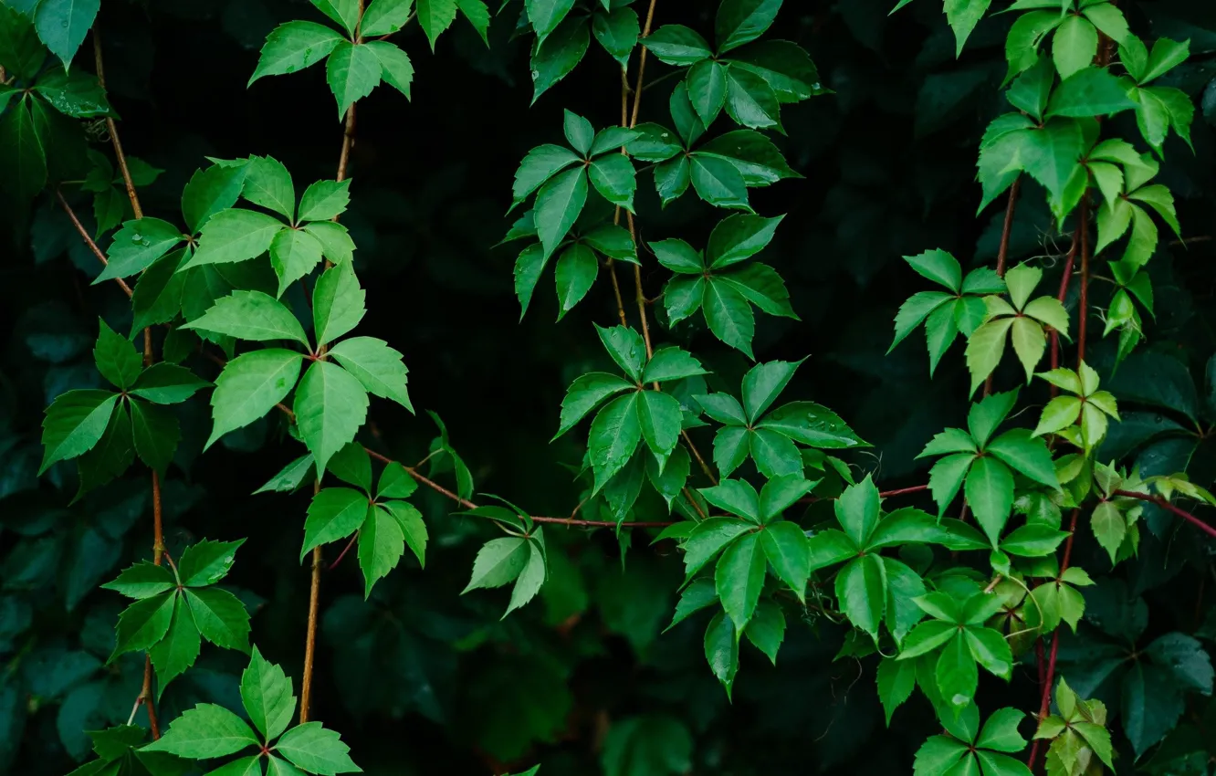 Photo wallpaper leaves, the bushes, black background