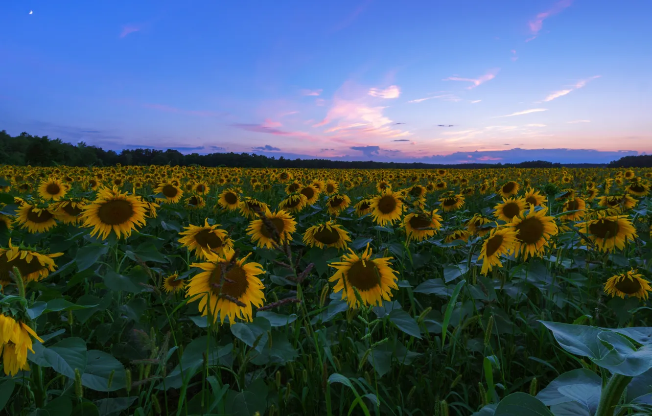 Photo wallpaper field, summer, the sky, leaves, clouds, sunflowers, landscape, sunset