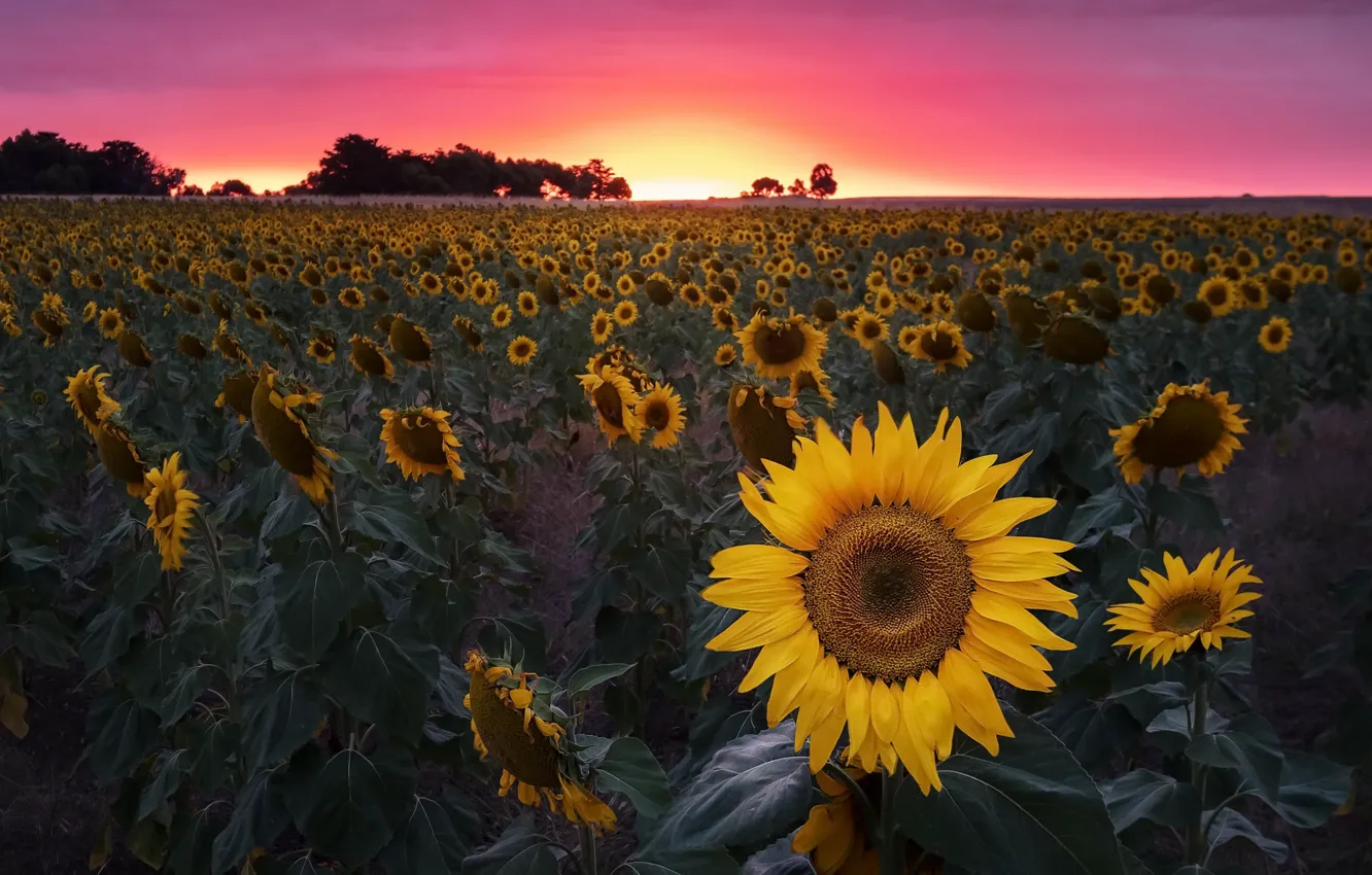 Photo wallpaper field, sunflowers, sunset