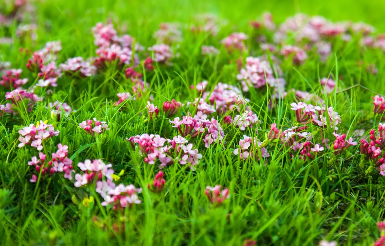 Photo wallpaper grass, flowers, nature, meadow