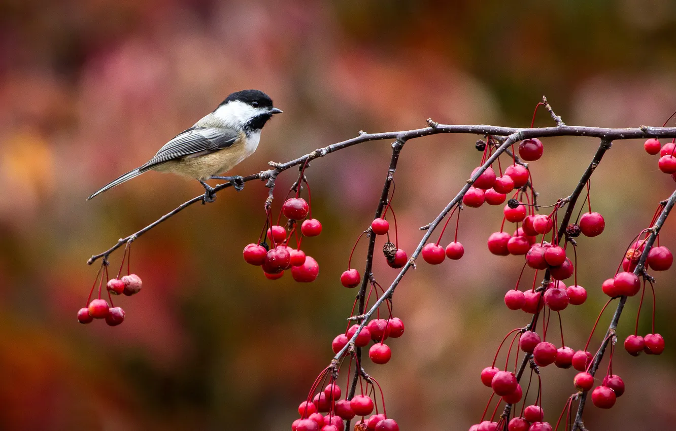 Photo wallpaper autumn, berries, bird, branch, bird, titmouse, tit, John Clay Photography