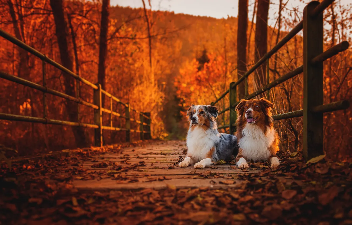 Photo wallpaper autumn, dogs, bridge