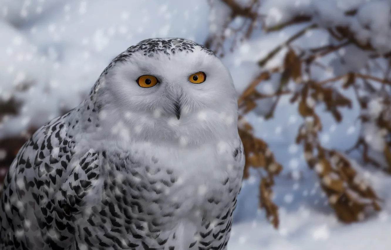 Photo wallpaper portrait, snow, owl, winter, bird, polar