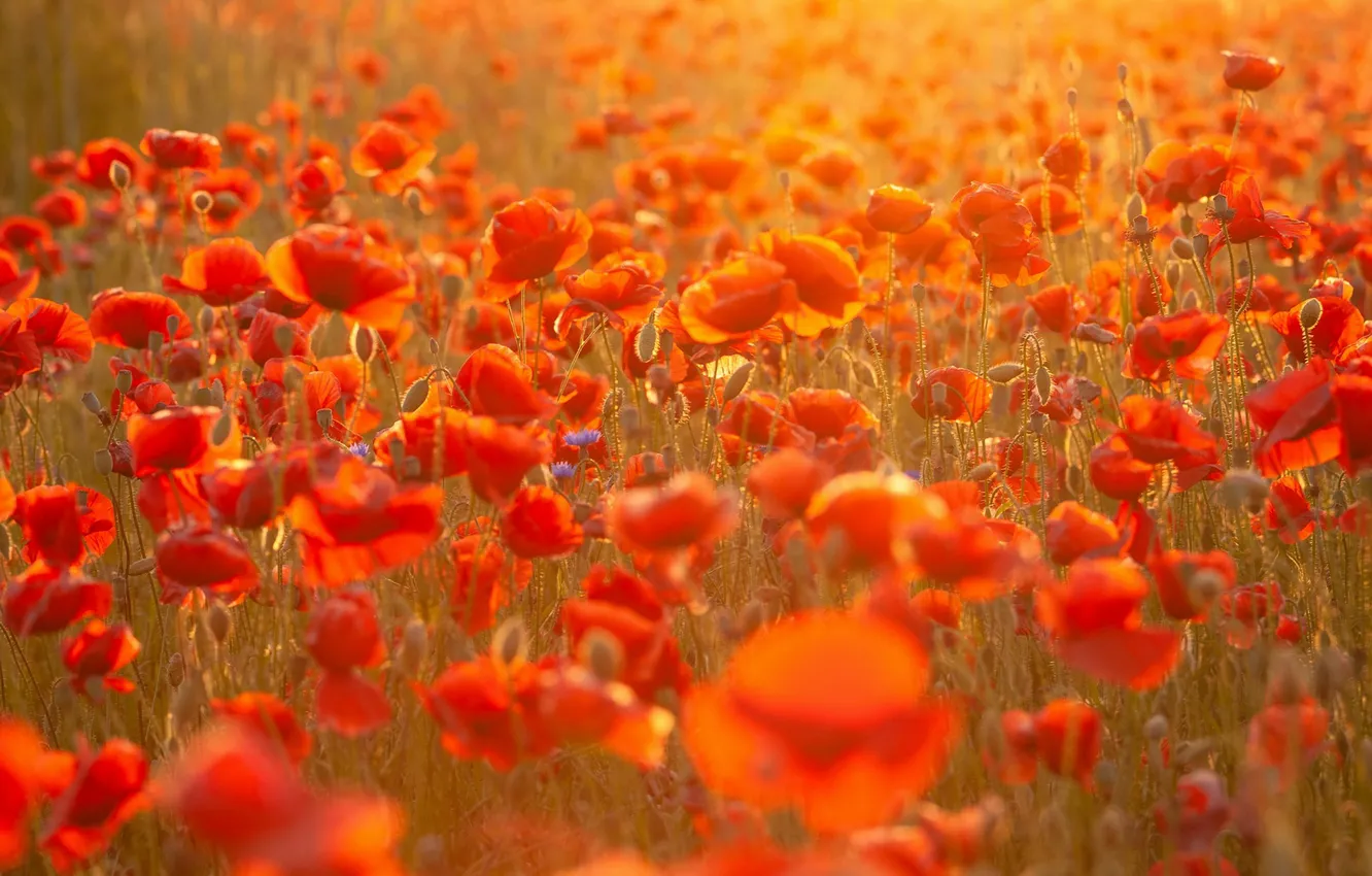 Photo wallpaper light, flowers, red, Maki, bokeh, poppy field