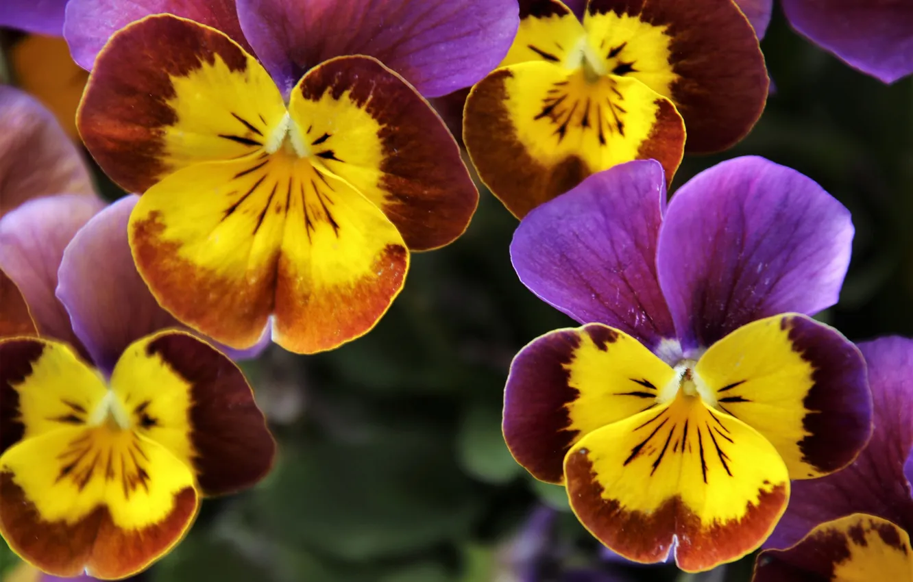 Photo wallpaper macro, flowers, spring, Pansy, lilac, Burgundy, yellow, viola