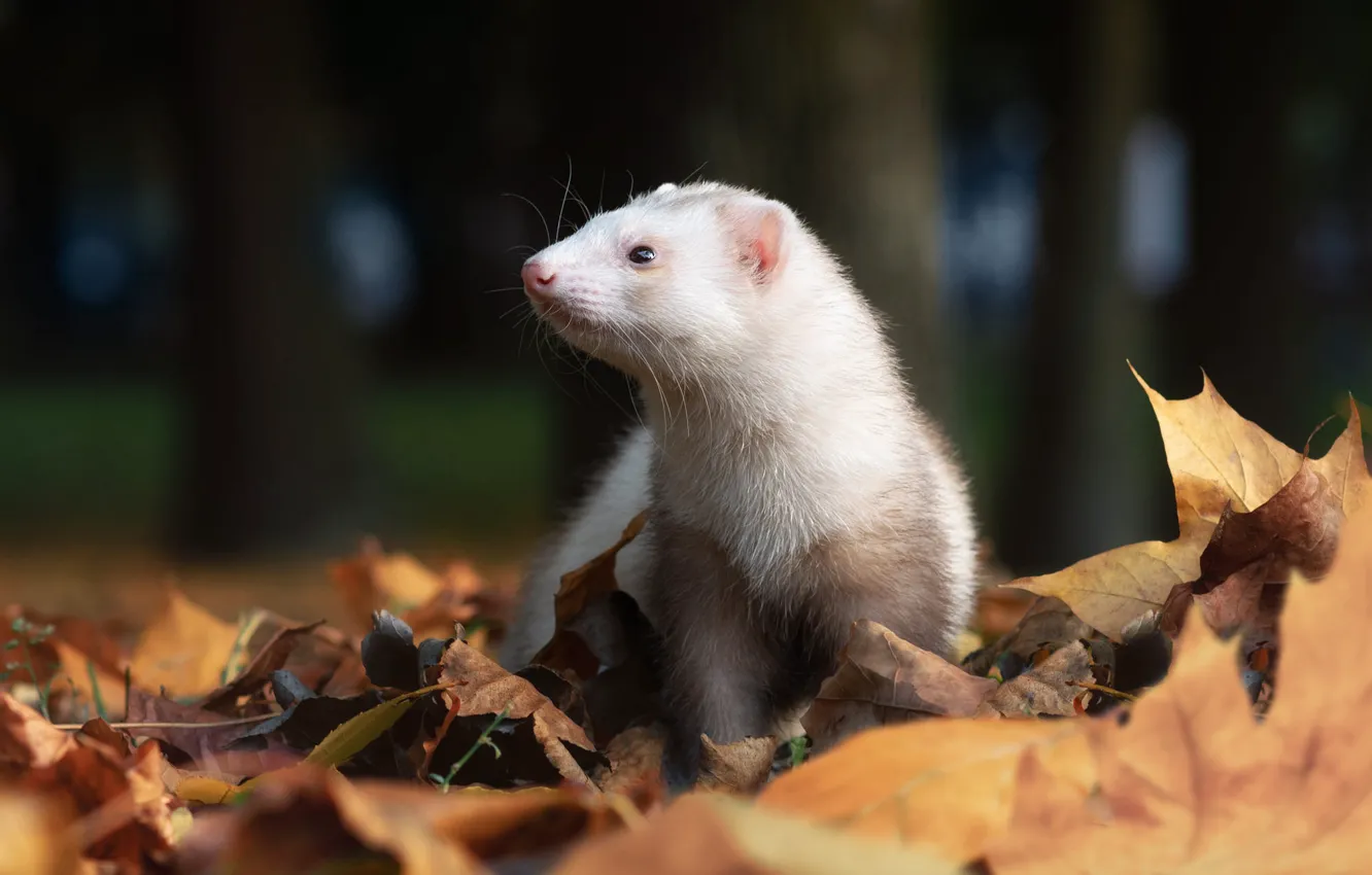 Photo wallpaper autumn, white, look, trees, pose, Park, face, maple