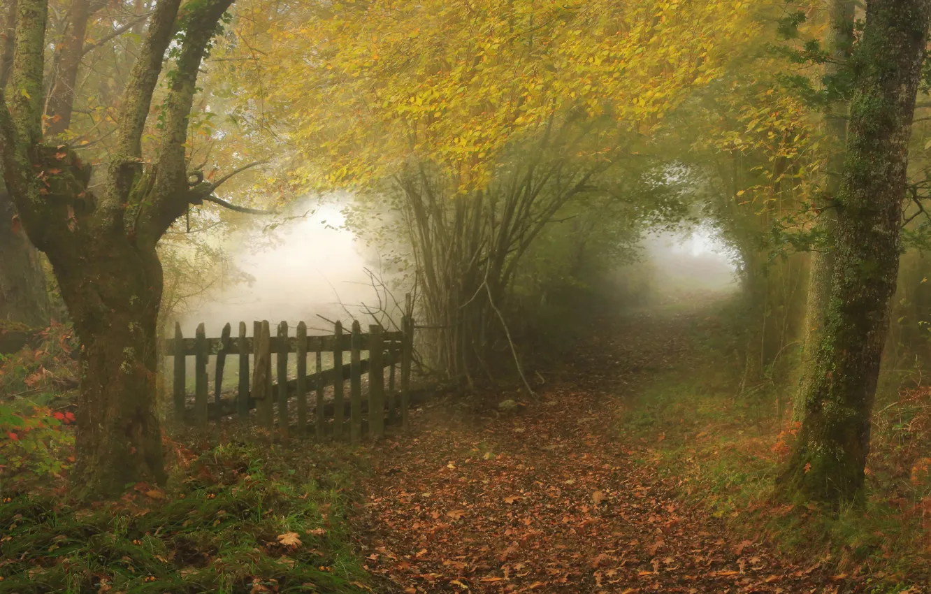 Photo wallpaper autumn, fog, the fence