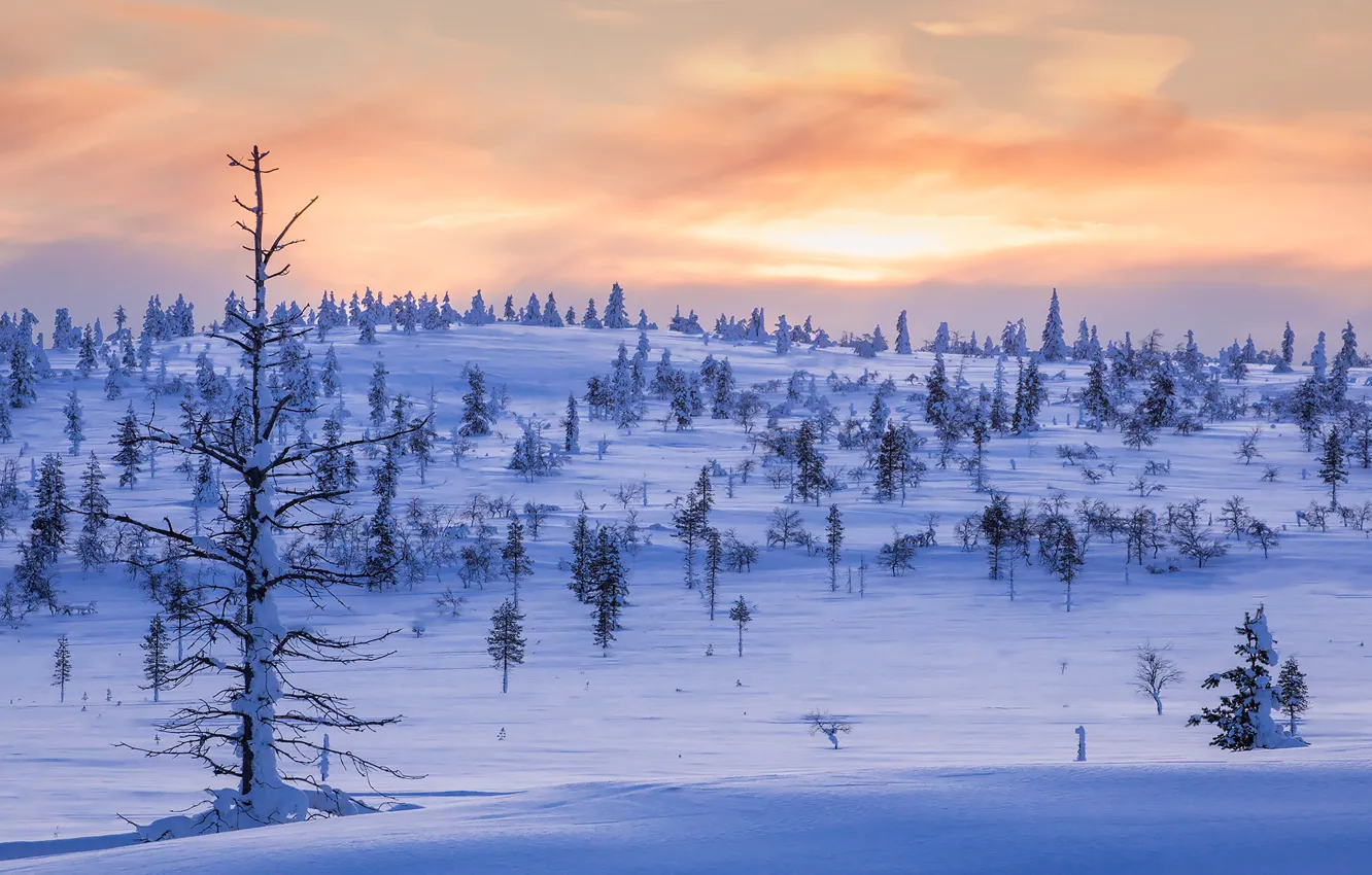 Photo wallpaper winter, snow, trees, sunset