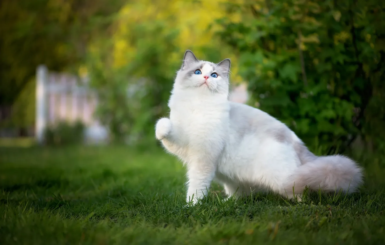 Photo wallpaper greens, cat, white, grass, cat, nature, pose, legs