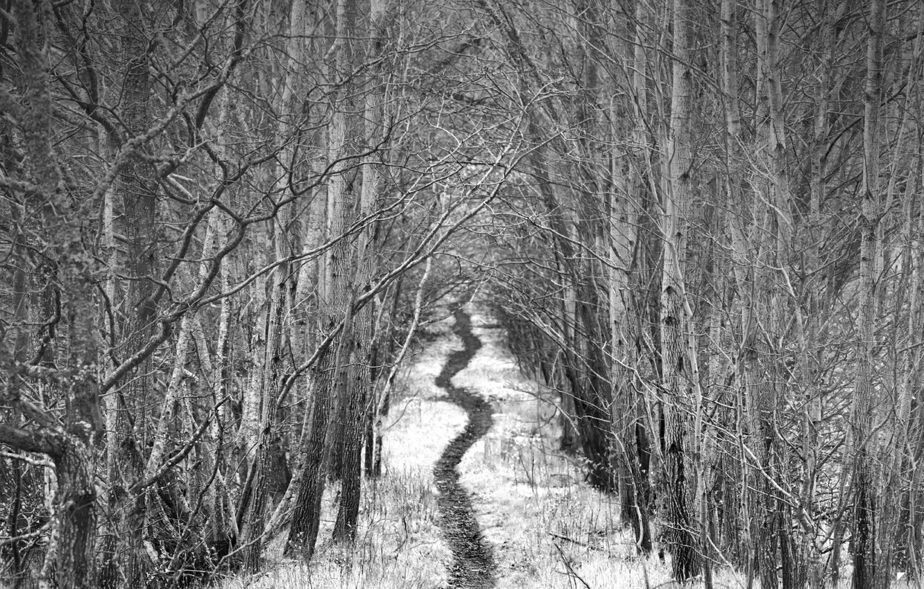 Photo wallpaper forest, b/W, path, by Robin de Blanche, Alley