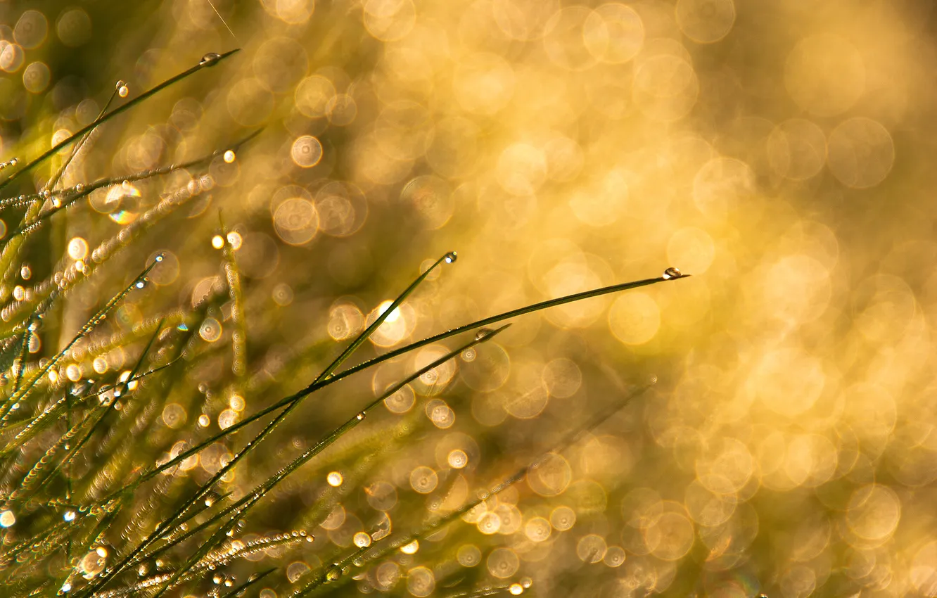 Photo wallpaper grass, drops, bokeh