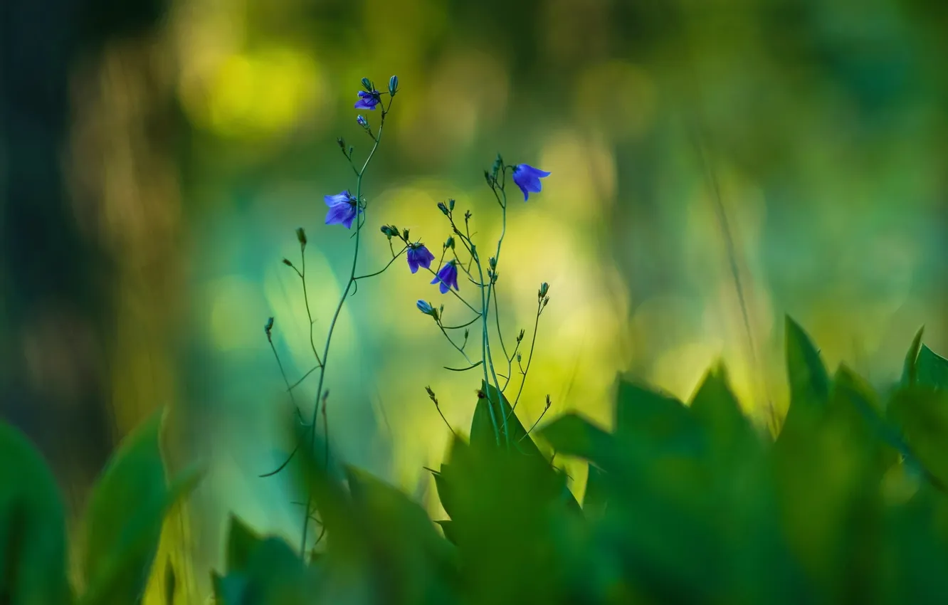 Photo wallpaper greens, flowers, nature