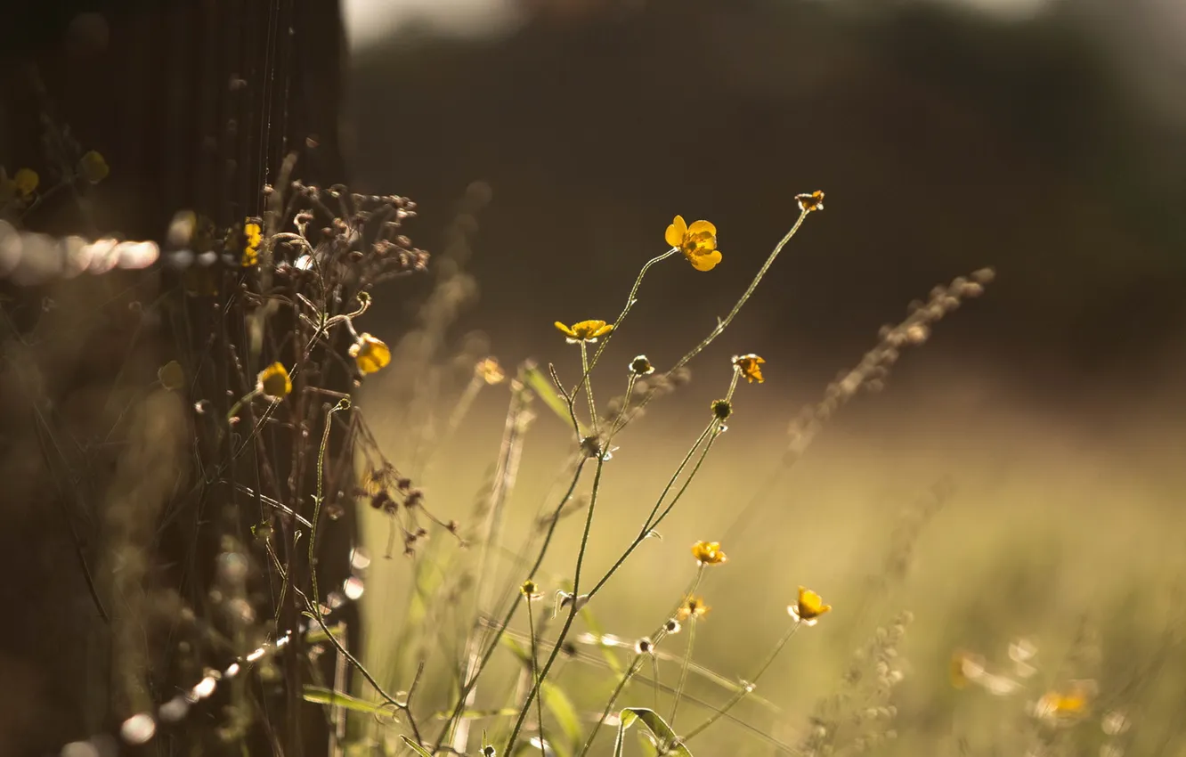Photo wallpaper summer, grass, flowers, nature