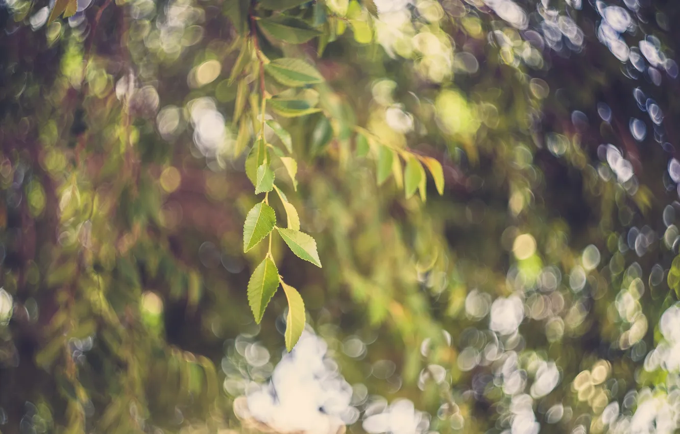 Photo wallpaper leaves, tree, bokeh