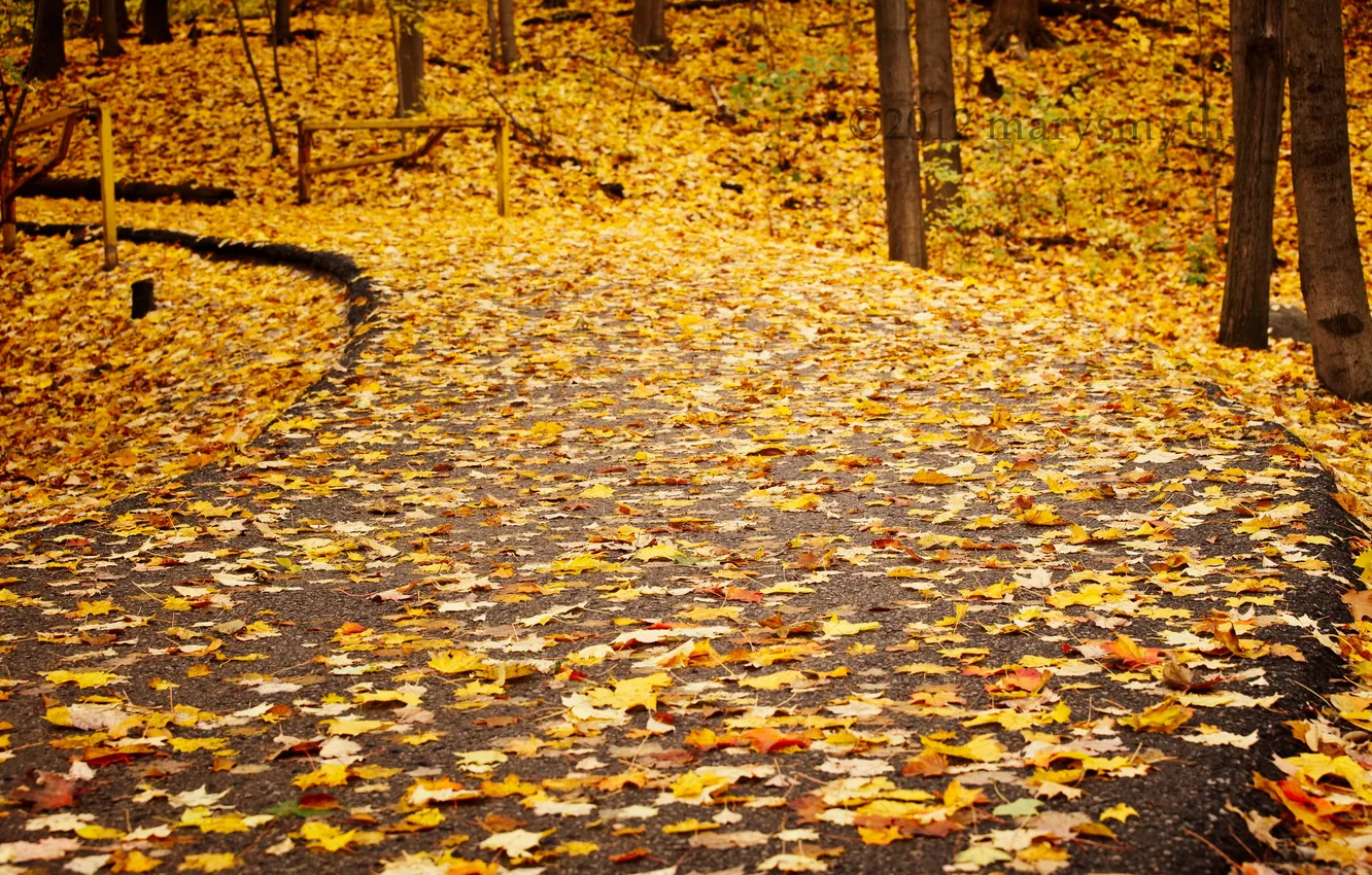 Photo wallpaper road, autumn, leaves