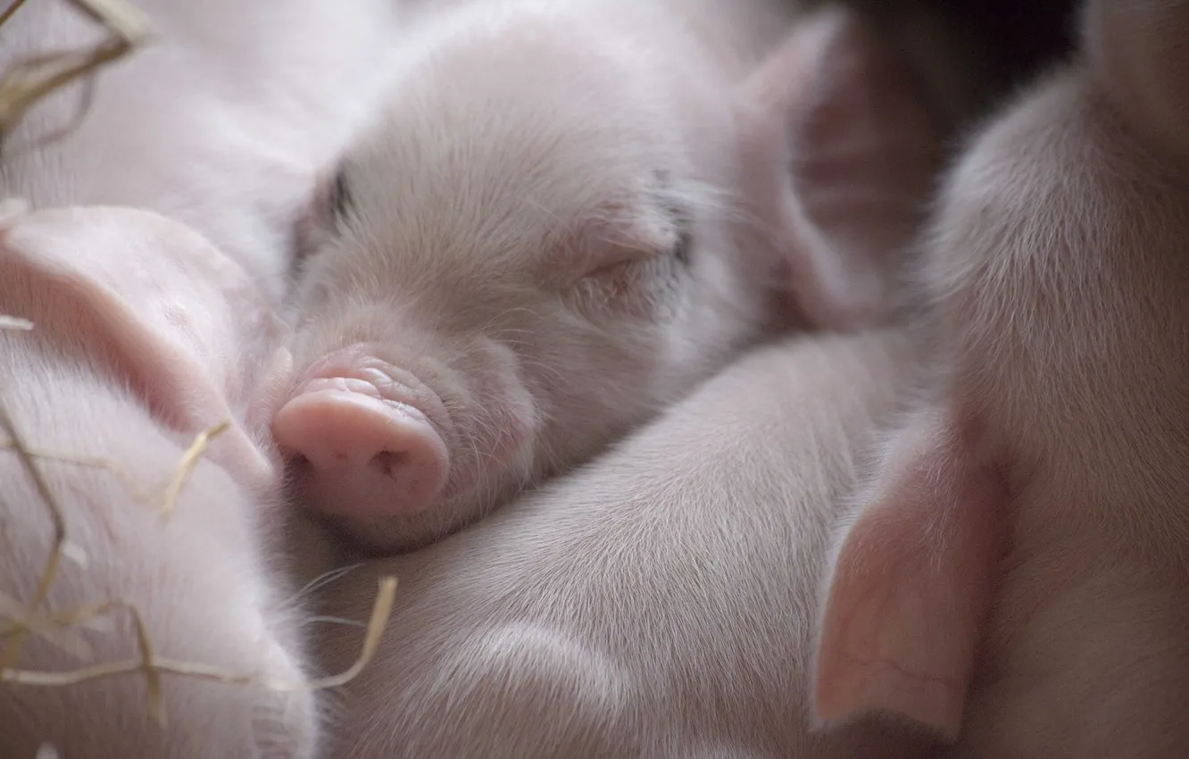 Photo wallpaper village, pig, stable