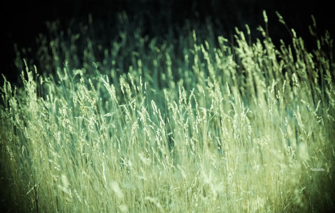 Photo wallpaper greens, field, summer, grass, nature, photo, background, Wallpaper