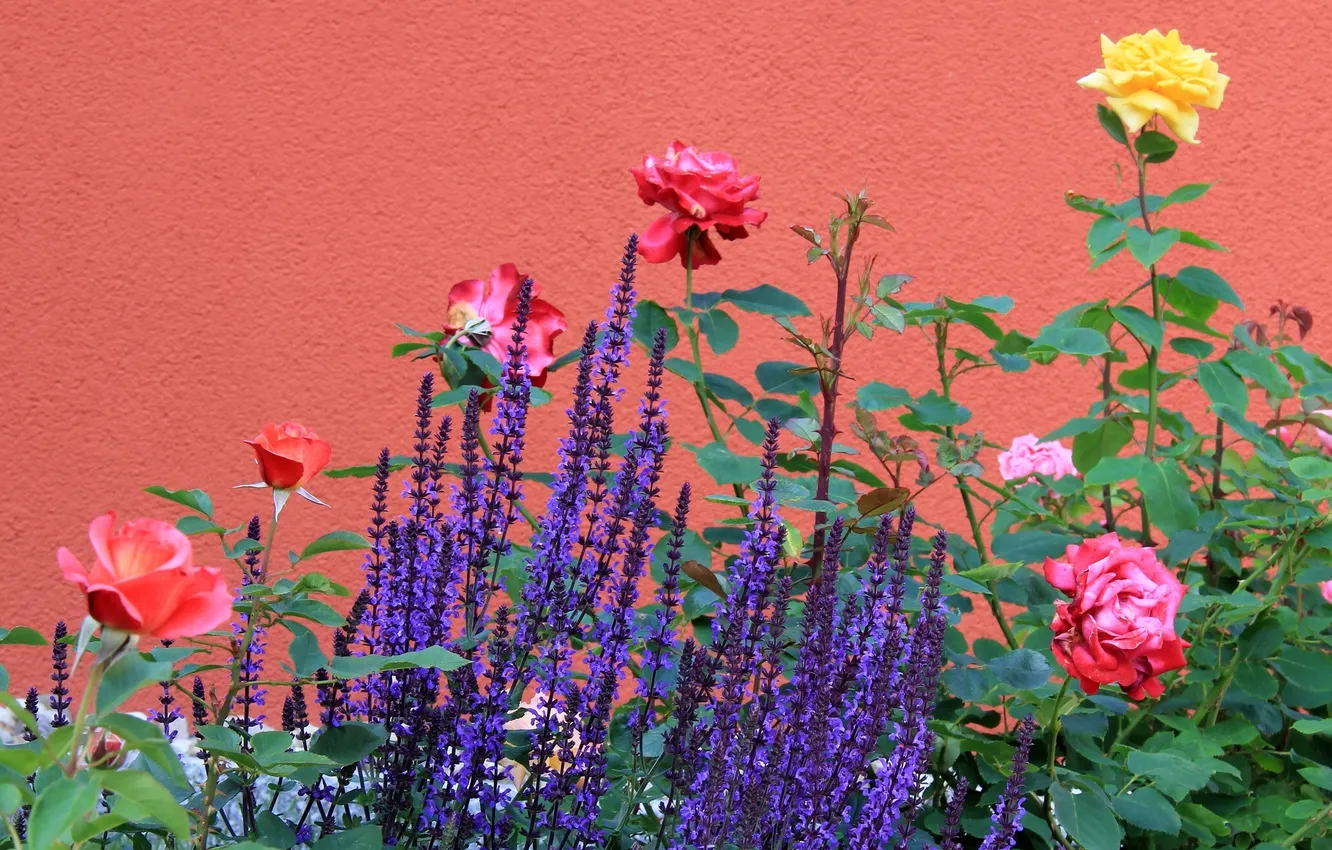 Photo wallpaper wall, roses, lavender