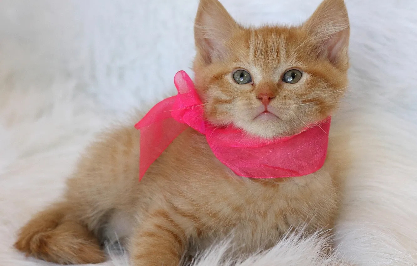 Photo wallpaper tape, red, kitty