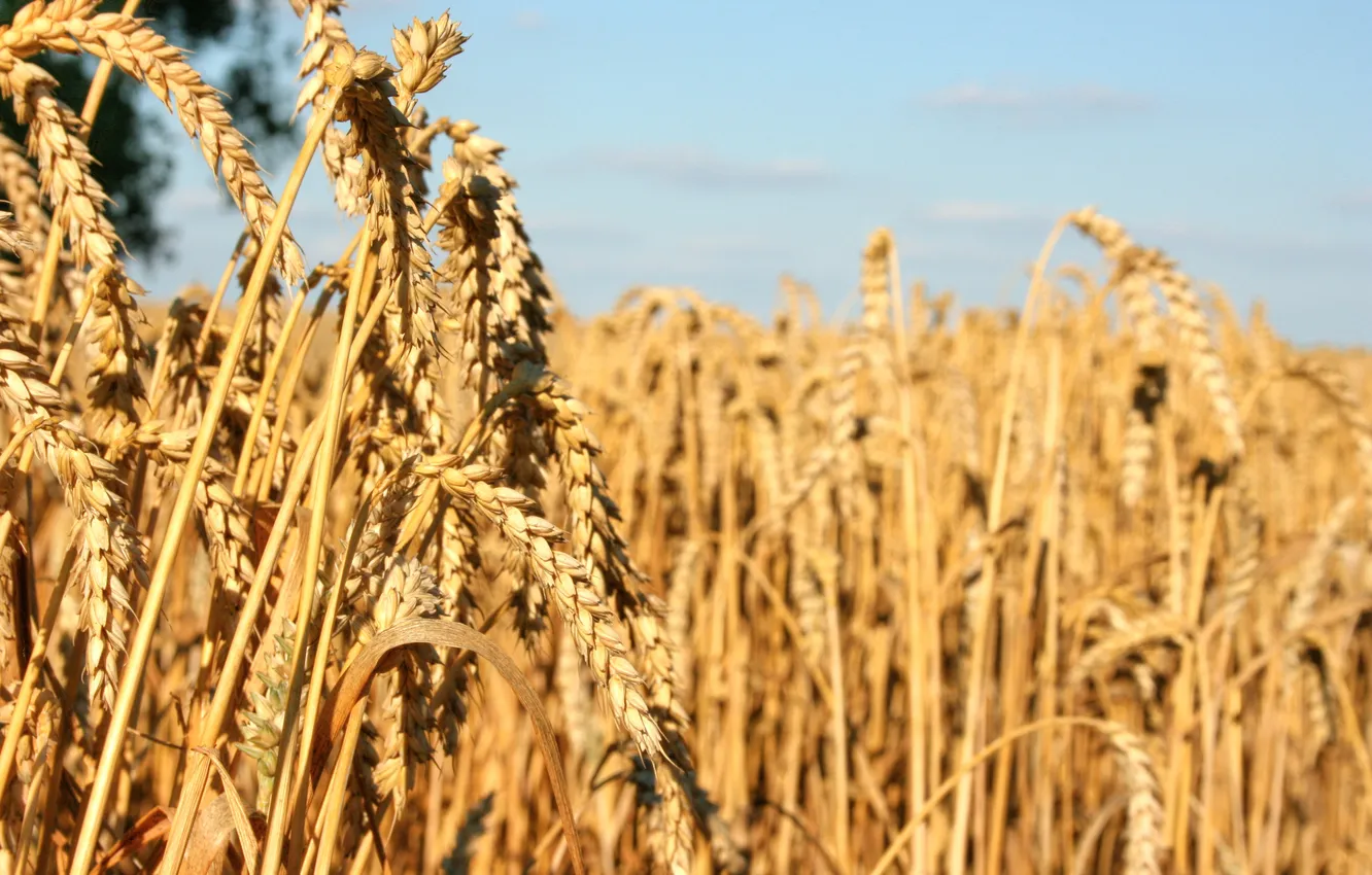 Photo wallpaper wheat, crop, seeds