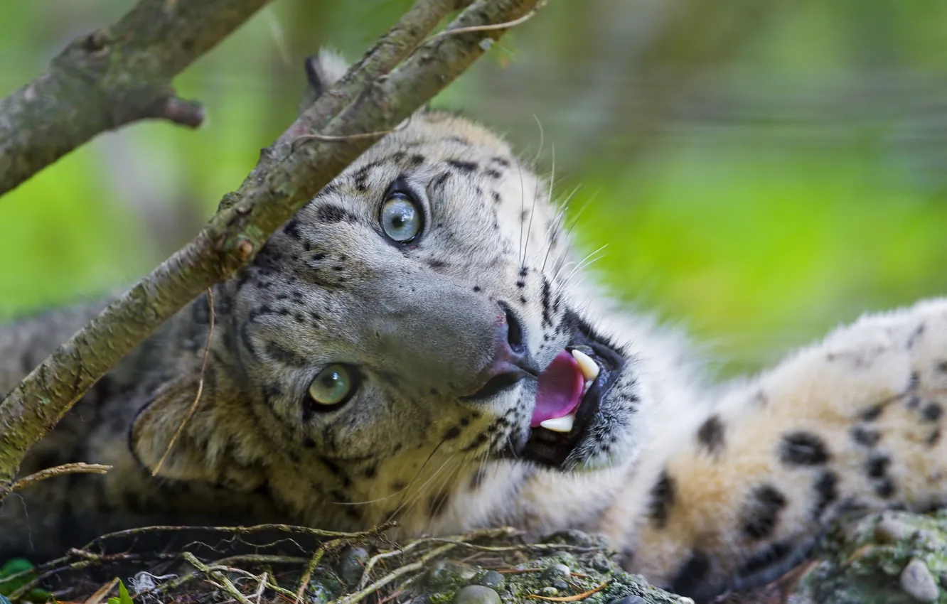 Photo wallpaper cat, look, face, IRBIS, snow leopard, ©Tambako The Jaguar