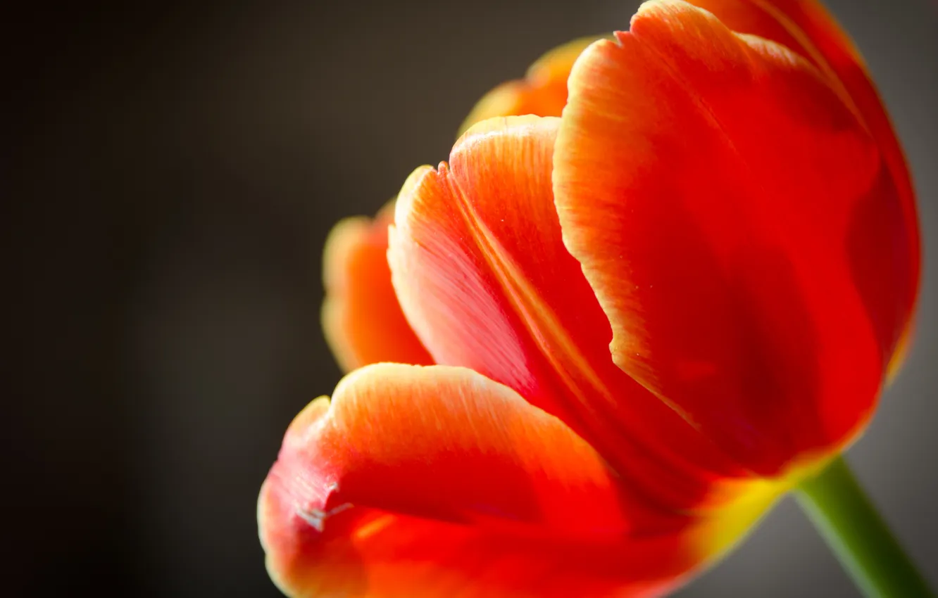 Photo wallpaper flower, Tulip, petals, red