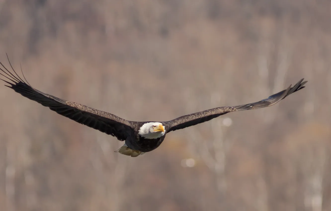 Photo wallpaper bird, wings, flight, stroke, Bald Eagle, Bald Eagle