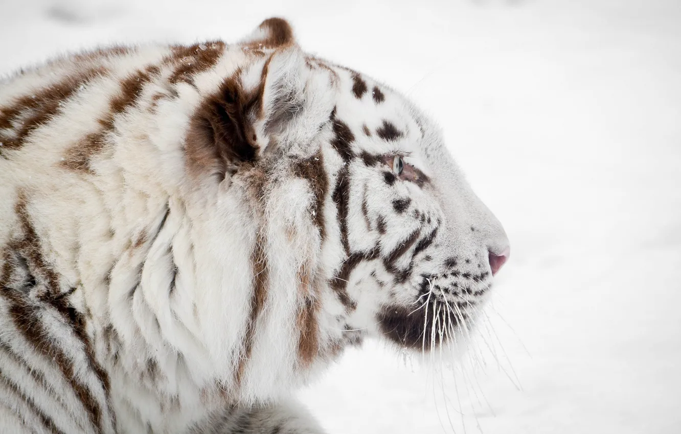 Photo wallpaper winter, face, profile, white tiger, wild cat