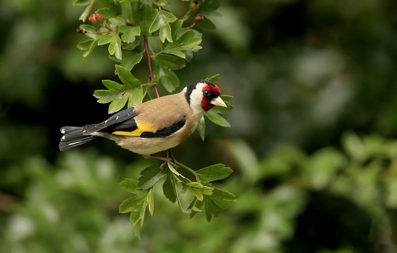 Photo wallpaper trees, branch, a careful look, Black-headed goldfinch (common goldfinch)