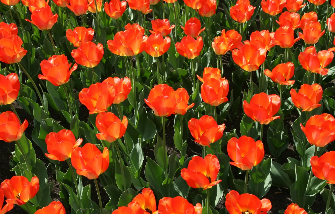 Photo wallpaper summer, flowers, nature, mood, holiday, tulips, red