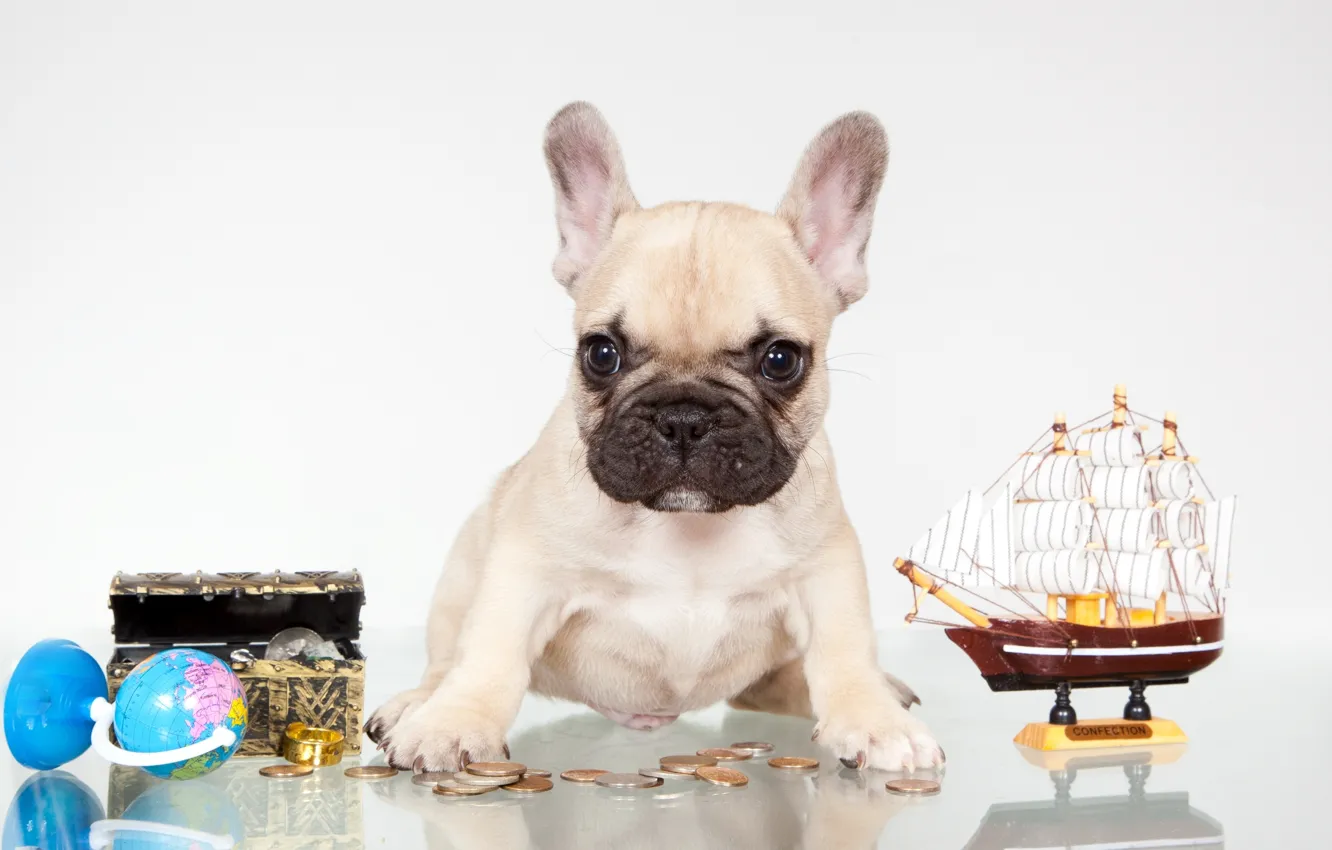 Photo wallpaper white, ship, puppy, globe, French bulldog