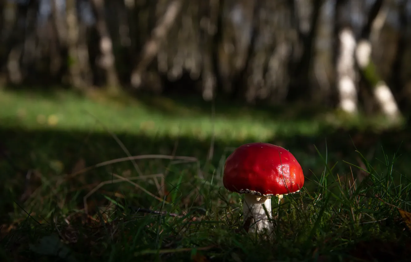 Photo wallpaper forest, nature, mushrooms