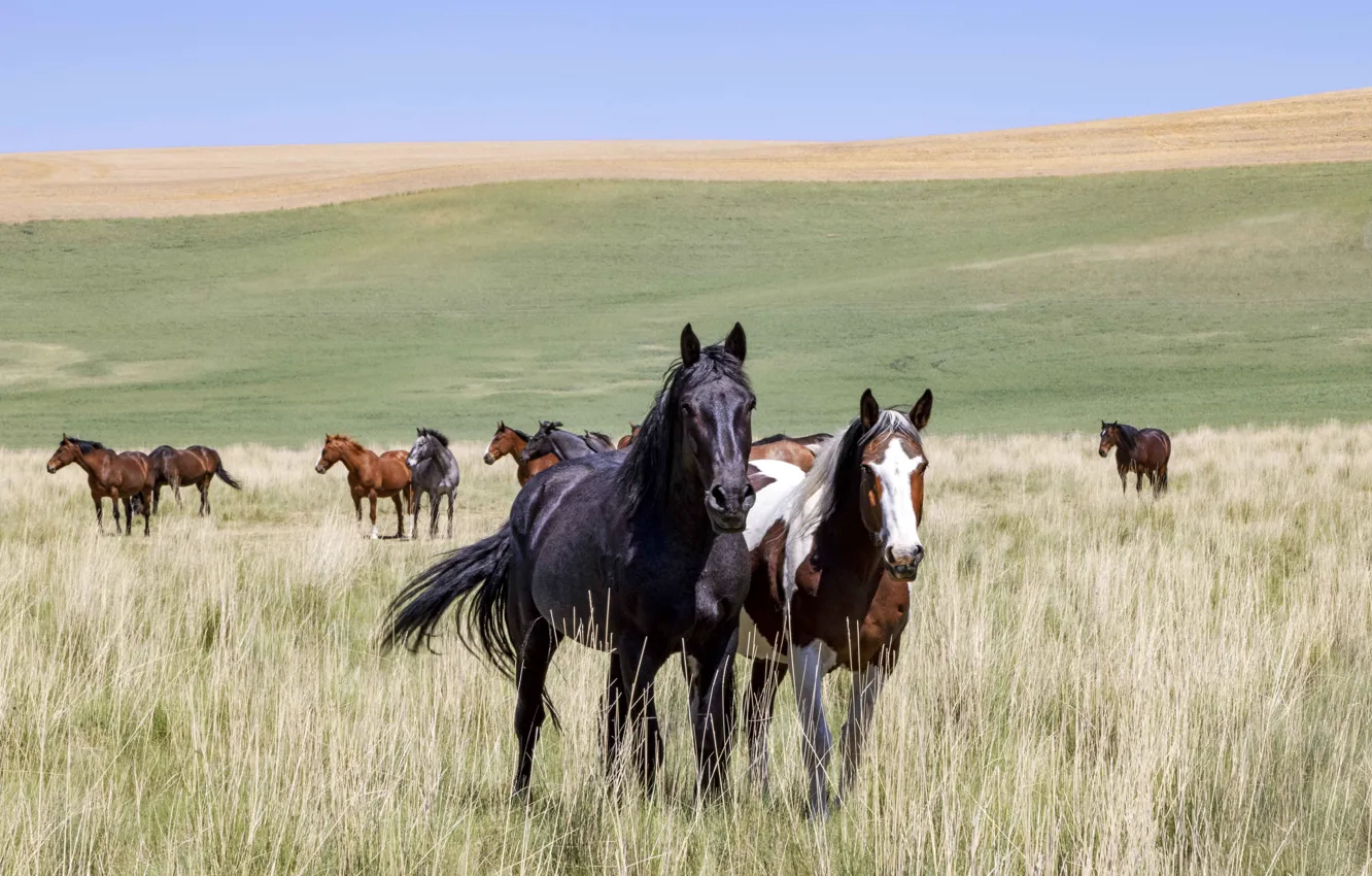 Photo wallpaper field, the sky, grass, face, horse, hills, horse, the herd