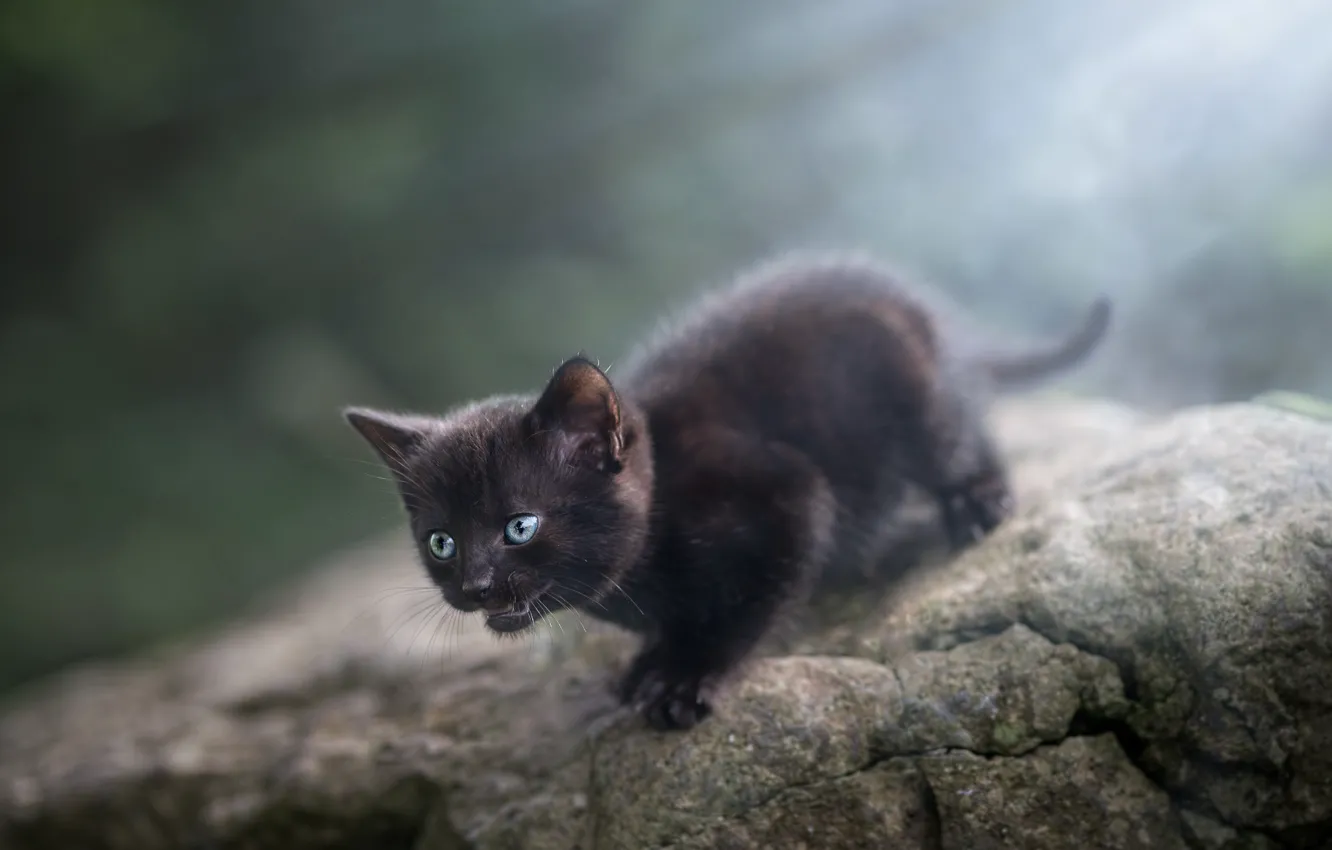 Photo wallpaper cat, look, light, nature, pose, fog, stones, kitty