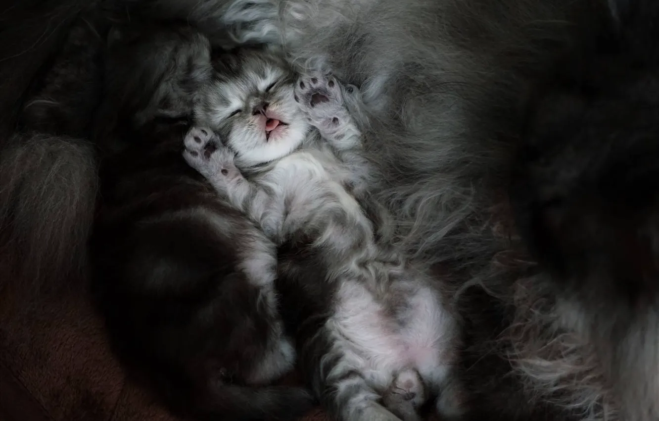 Photo wallpaper cat, sleep, legs, kittens, kids, sleeping kittens
