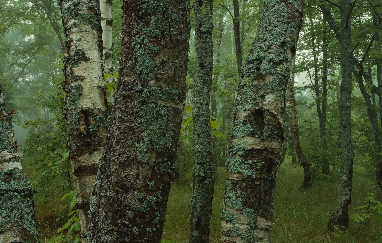 Photo wallpaper forest, trees, moss, birch